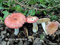 Russula decipiens-amf1744